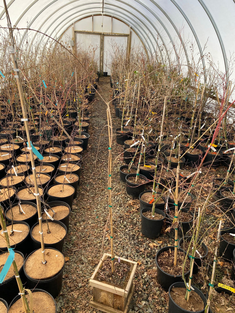 - Acer buergerianum 'Angyo Weeping' Trident Maple Tree - Mr Maple │ Buy Japanese Maple Trees