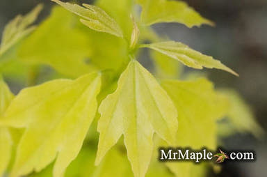 - Acer buergerianum 'Bling-Bling' Golden Trident Maple - Mr Maple │ Buy Japanese Maple Trees