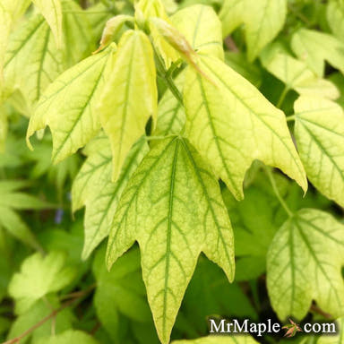 - Acer buergerianum 'Golden Pharoah' Trident Maple - Mr Maple │ Buy Japanese Maple Trees