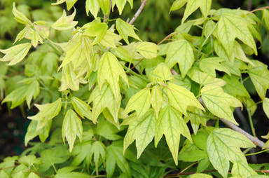 - Acer buergerianum 'Golden Pharoah' Trident Maple - Mr Maple │ Buy Japanese Maple Trees
