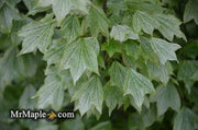 - Acer buergerianum 'Hana chiru sato' Trident Maple - Mr Maple │ Buy Japanese Maple Trees
