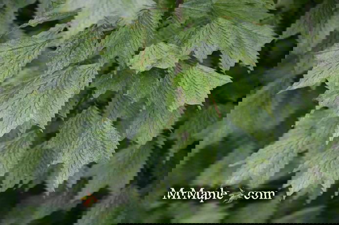 Buy Acer buergerianum 'Hana chiru sato' Trident Maple — Mr Maple