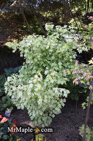 - Acer buergerianum 'Hana chiru sato' Trident Maple - Mr Maple │ Buy Japanese Maple Trees