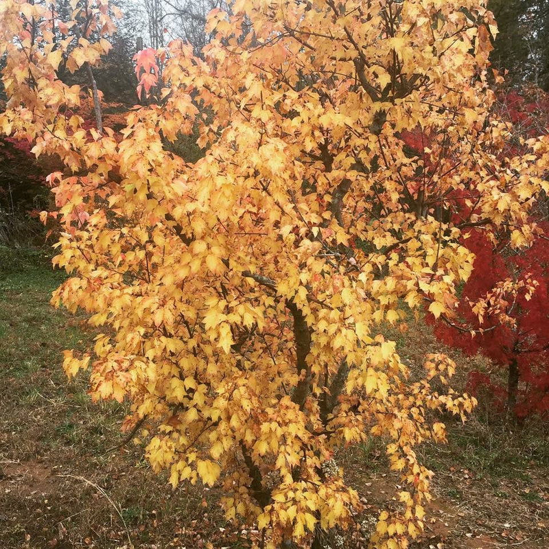 - Acer buergerianum 'Hana chiru sato' Trident Maple - Mr Maple │ Buy Japanese Maple Trees