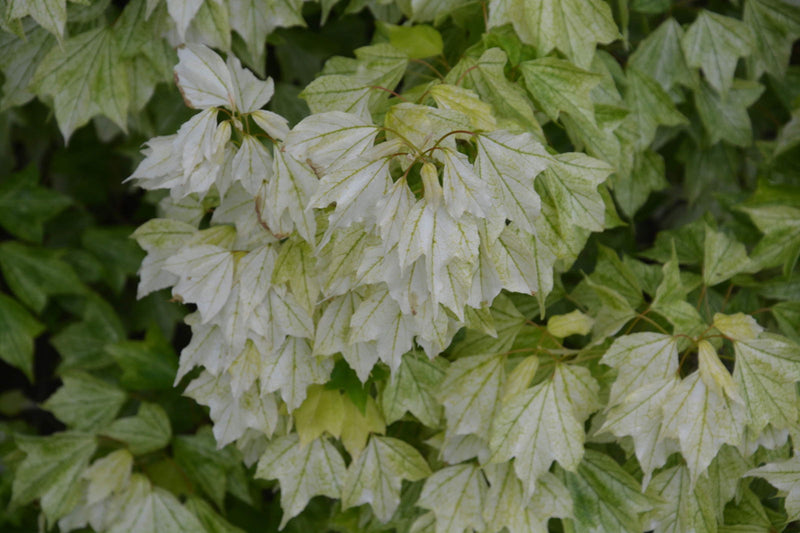 - Acer buergerianum 'Hana chiru sato' Trident Maple - Mr Maple │ Buy Japanese Maple Trees