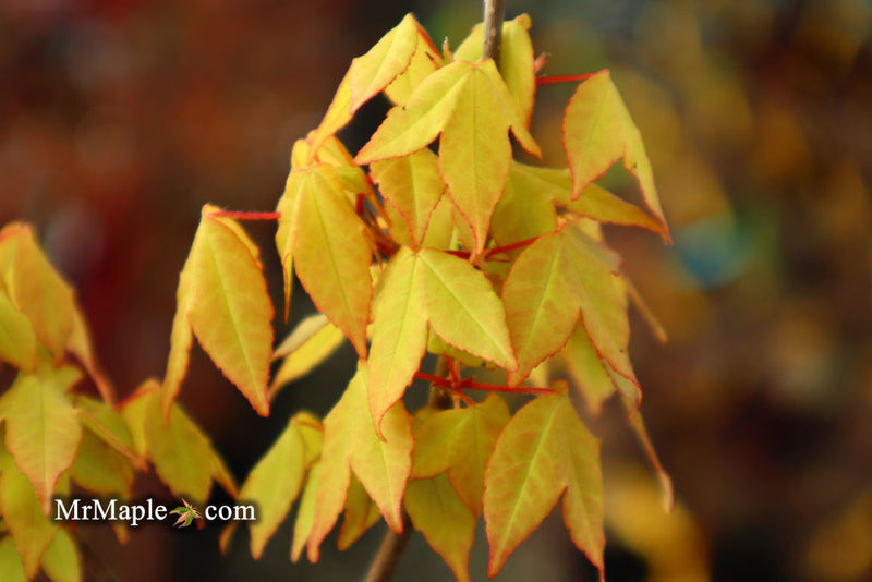 - Acer buergerianum 'Hana chiru sato' Trident Maple - Mr Maple │ Buy Japanese Maple Trees