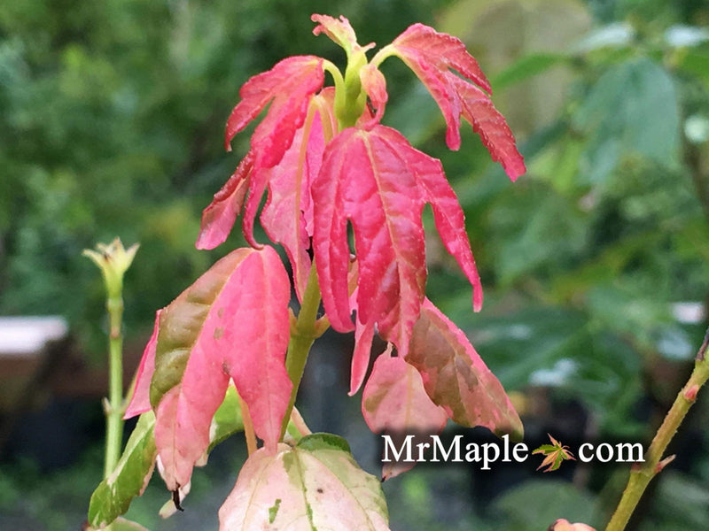- Acer buergerianum 'Inazuma nishiki' Variegated Trident Maple Tree - Mr Maple │ Buy Japanese Maple Trees