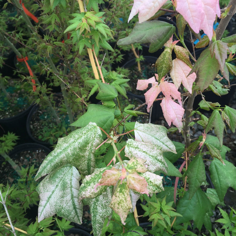 - Acer buergerianum 'Inazuma nishiki' Variegated Trident Maple Tree - Mr Maple │ Buy Japanese Maple Trees