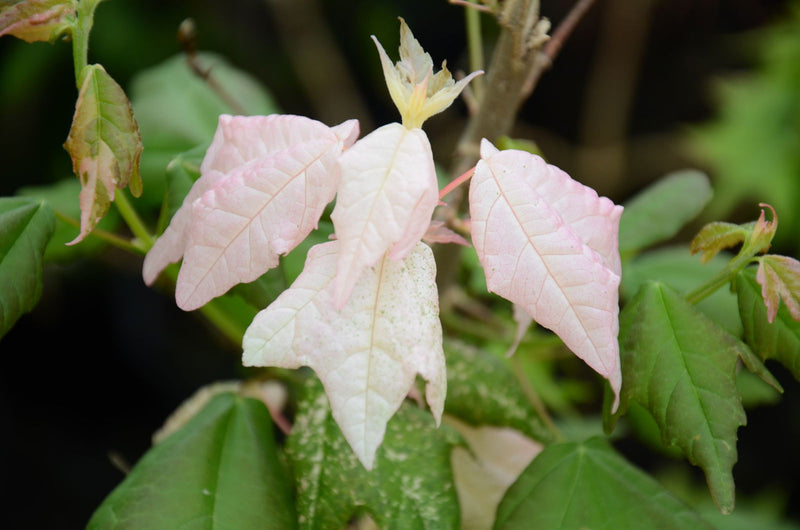 - Acer buergerianum 'Inazuma nishiki' Variegated Trident Maple Tree - Mr Maple │ Buy Japanese Maple Trees