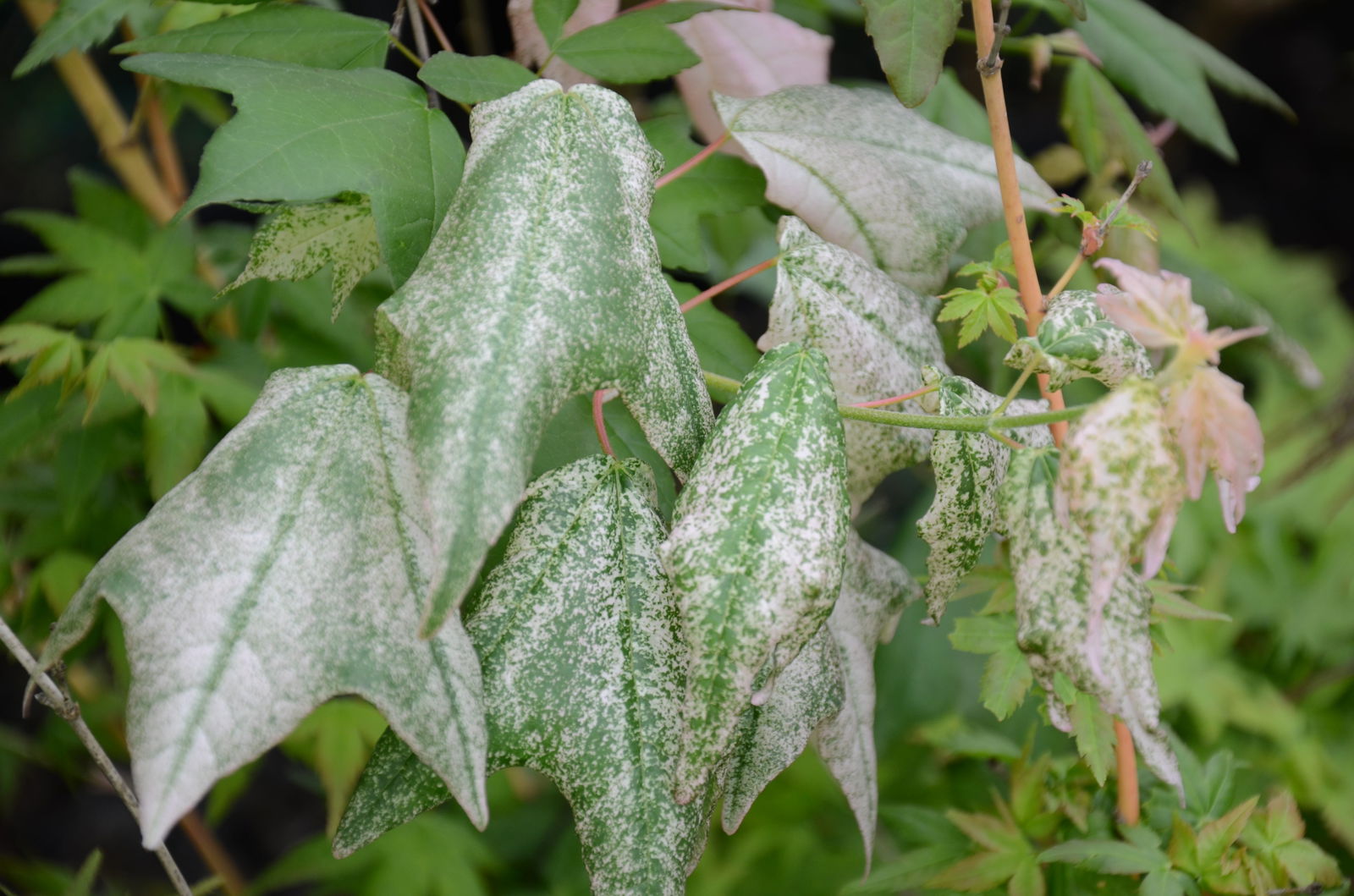 Buy Acer buergerianum 'Inazuma nishiki' Variegated Trident Maple