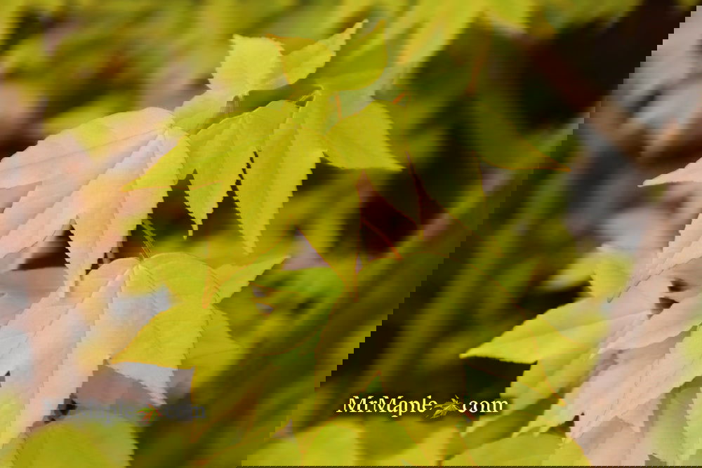 Buy Acer buergerianum 'Michael Steinhardt' Golden Trident Maple