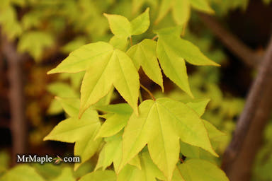 - Acer buergerianum 'Michael Steinhardt' Golden Trident Maple - Mr Maple │ Buy Japanese Maple Trees