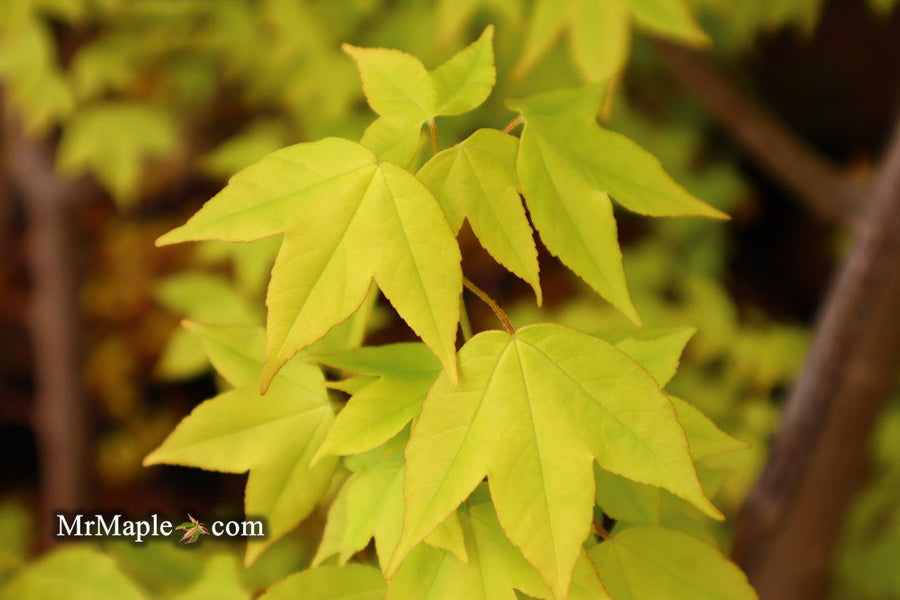 Buy Acer buergerianum 'Michael Steinhardt' Golden Trident Maple