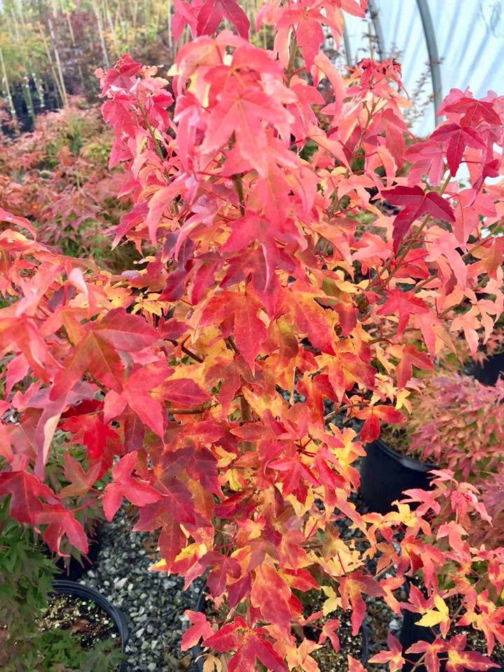Buy Acer buergerianum 'Michael Steinhardt' Golden Trident Maple