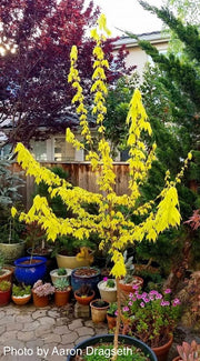 - Acer buergerianum 'Michael Steinhardt' Golden Trident Maple - Mr Maple │ Buy Japanese Maple Trees