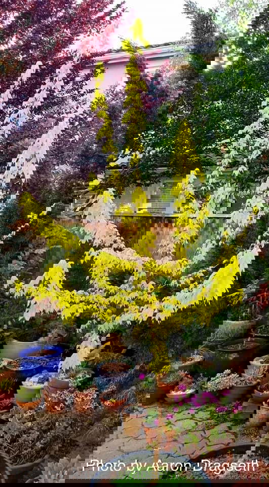 - Acer buergerianum 'Michael Steinhardt' Golden Trident Maple - Mr Maple │ Buy Japanese Maple Trees