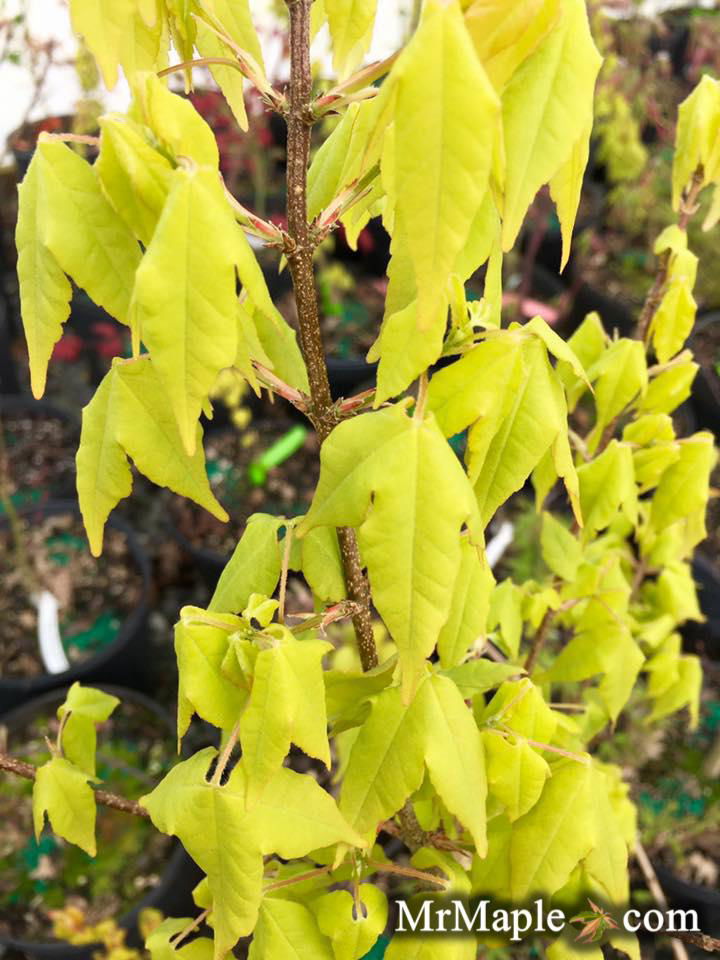 Angry Maple 英語 PSA8 Chaparral® Birdseye Maple – Spyderco