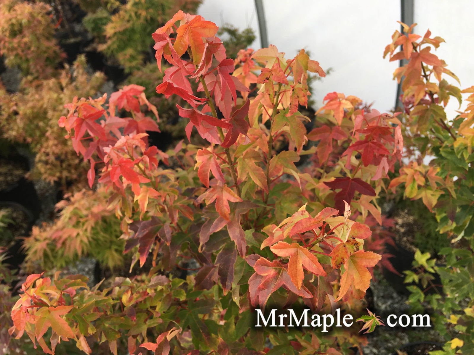 mie.maple-aptinomeまとめ Buy Acer buergerianum 'Michael Steinhardt' Golden Trident Maple