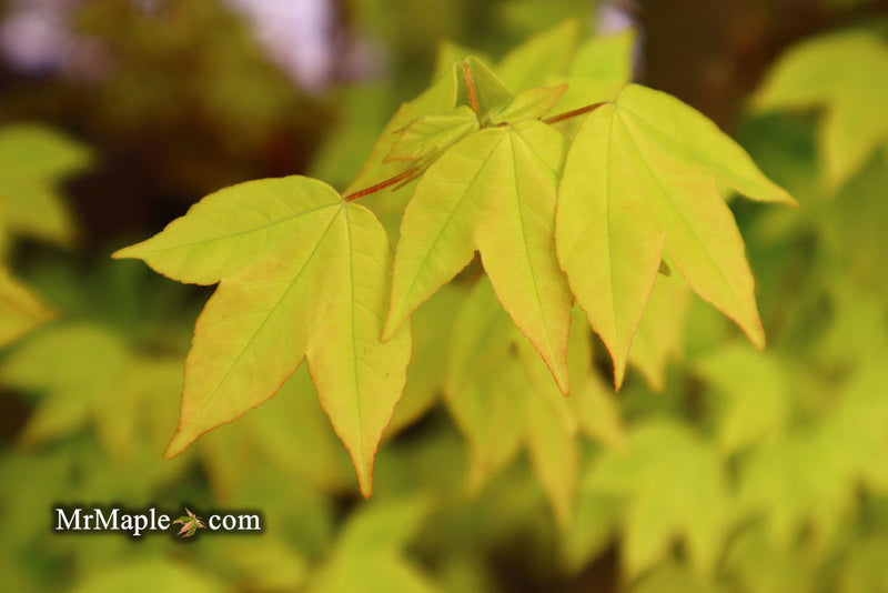 - Acer buergerianum 'Michael Steinhardt' Golden Trident Maple - Mr Maple │ Buy Japanese Maple Trees