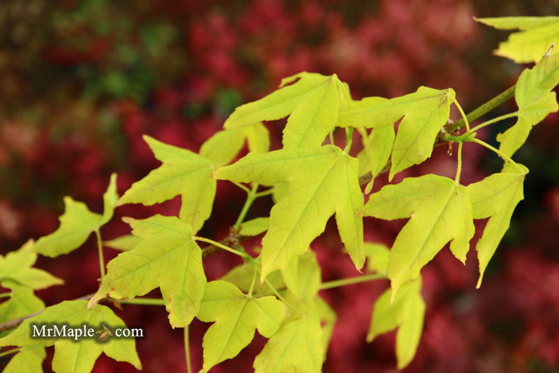 - Acer buergerianum 'Michael Steinhardt' Golden Trident Maple - Mr Maple │ Buy Japanese Maple Trees