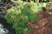 - Acer buergerianum 'Mino yatsubusa' Dwarf Trident Maple - Mr Maple │ Buy Japanese Maple Trees