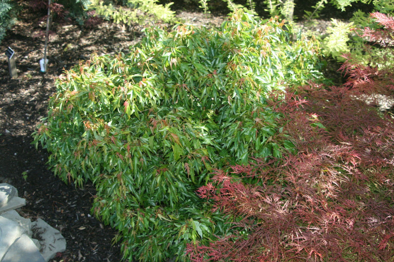 - Acer buergerianum 'Mino yatsubusa' Dwarf Trident Maple - Mr Maple │ Buy Japanese Maple Trees