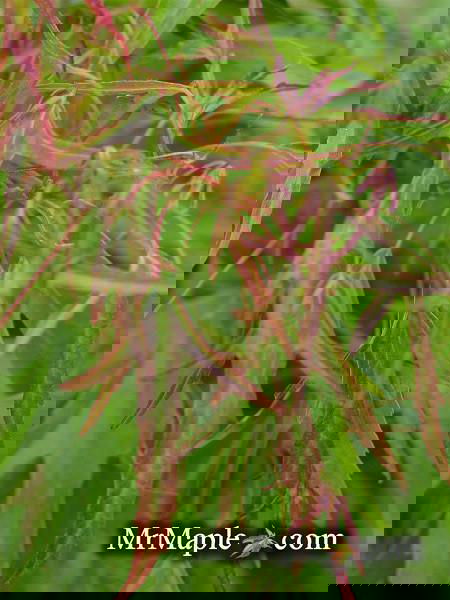 Buy Acer buergerianum 'Mino yatsubusa' Dwarf Trident Maple