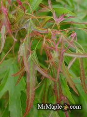 - Acer buergerianum 'Mino yatsubusa' Dwarf Trident Maple - Mr Maple │ Buy Japanese Maple Trees