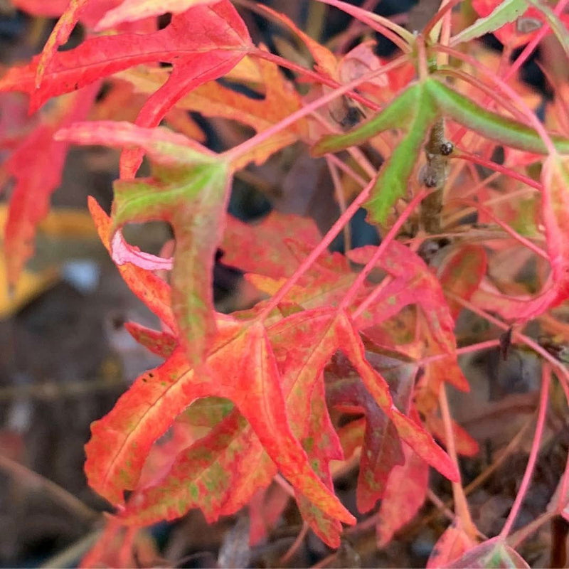 - Acer buergerianum 'Mino yatsubusa' Dwarf Trident Maple - Mr Maple │ Buy Japanese Maple Trees