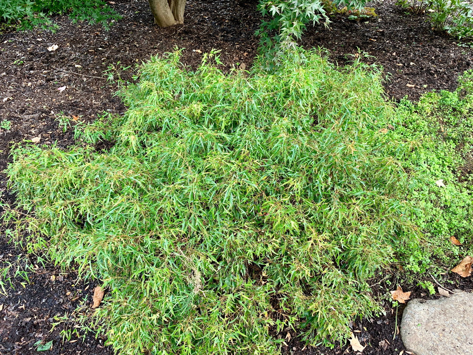 Buy Acer buergerianum 'Mino yatsubusa' Dwarf Trident Maple — Mr