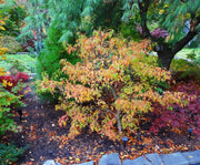 - Acer buergerianum 'Mino yatsubusa' Dwarf Trident Maple - Mr Maple │ Buy Japanese Maple Trees