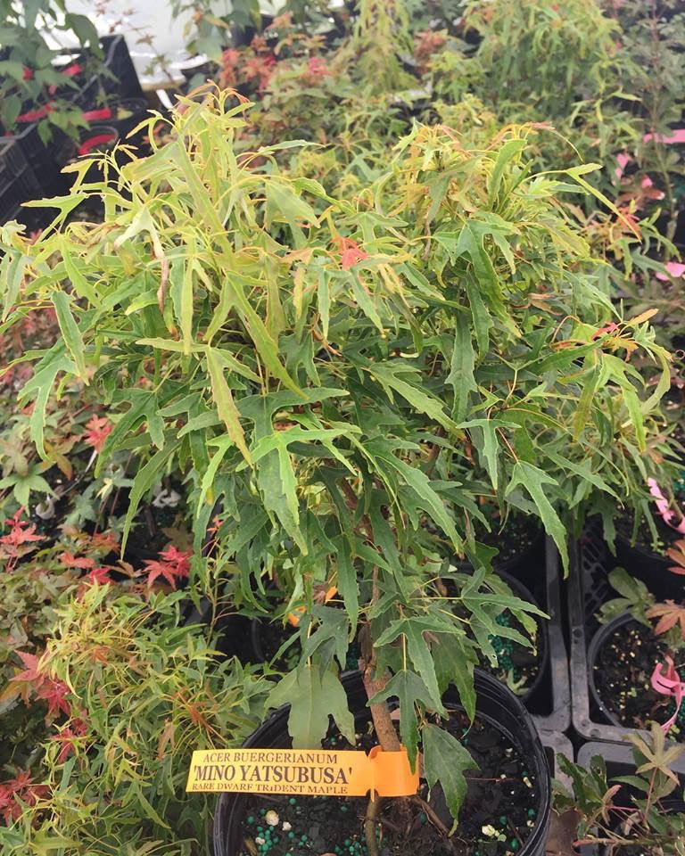 Buy Acer buergerianum 'Mino yatsubusa' Dwarf Trident Maple — Mr