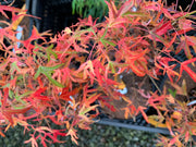 - Acer buergerianum 'Mino yatsubusa' Dwarf Trident Maple - Mr Maple │ Buy Japanese Maple Trees