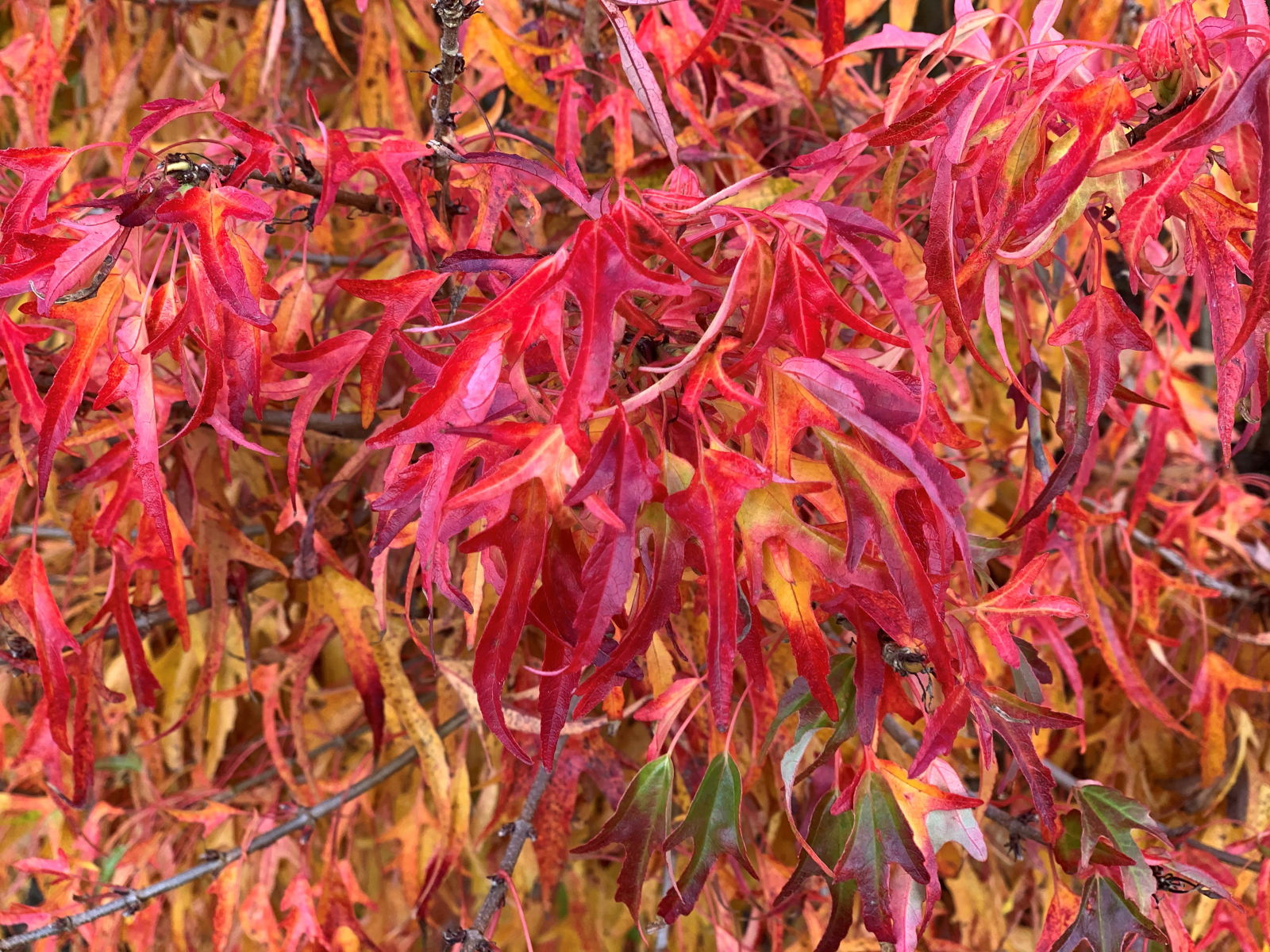 Buy Acer buergerianum 'Mino yatsubusa' Dwarf Trident Maple — Mr