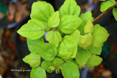 - Acer buergerianum 'Miyadono' Dwarf Trident Maple - Mr Maple │ Buy Japanese Maple Trees