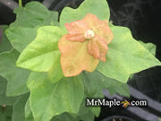 - Acer buergerianum 'Miyadono' Dwarf Trident Maple - Mr Maple │ Buy Japanese Maple Trees