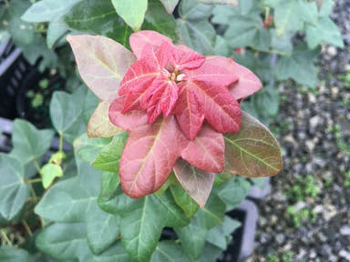 - Acer buergerianum 'Miyasama yatsubusa' Dwarf Trident Maple - Mr Maple │ Buy Japanese Maple Trees