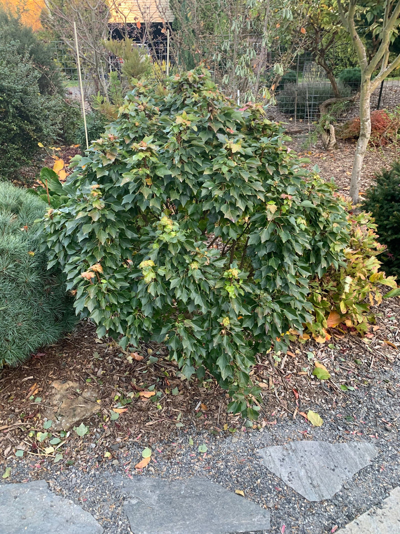 - Acer buergerianum 'Miyasama yatsubusa' Dwarf Trident Maple - Mr Maple │ Buy Japanese Maple Trees