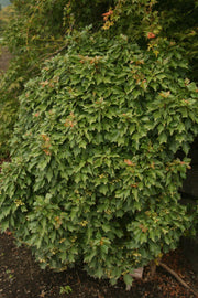 - Acer buergerianum 'Miyasama yatsubusa' Dwarf Trident Maple - Mr Maple │ Buy Japanese Maple Trees