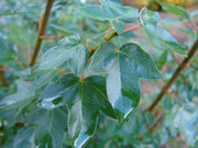 - Acer buergerianum 'Miyasama yatsubusa' Dwarf Trident Maple - Mr Maple │ Buy Japanese Maple Trees