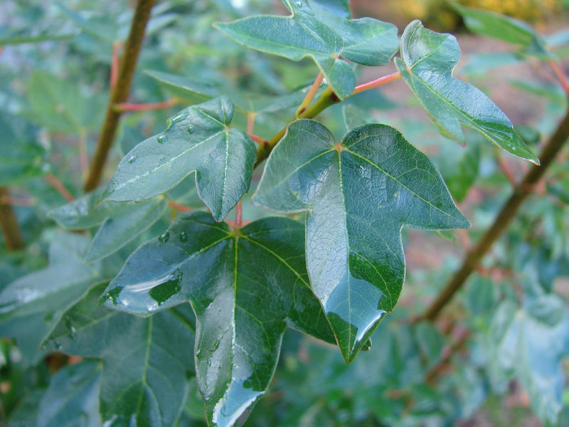 - Acer buergerianum 'Miyasama yatsubusa' Dwarf Trident Maple - Mr Maple │ Buy Japanese Maple Trees