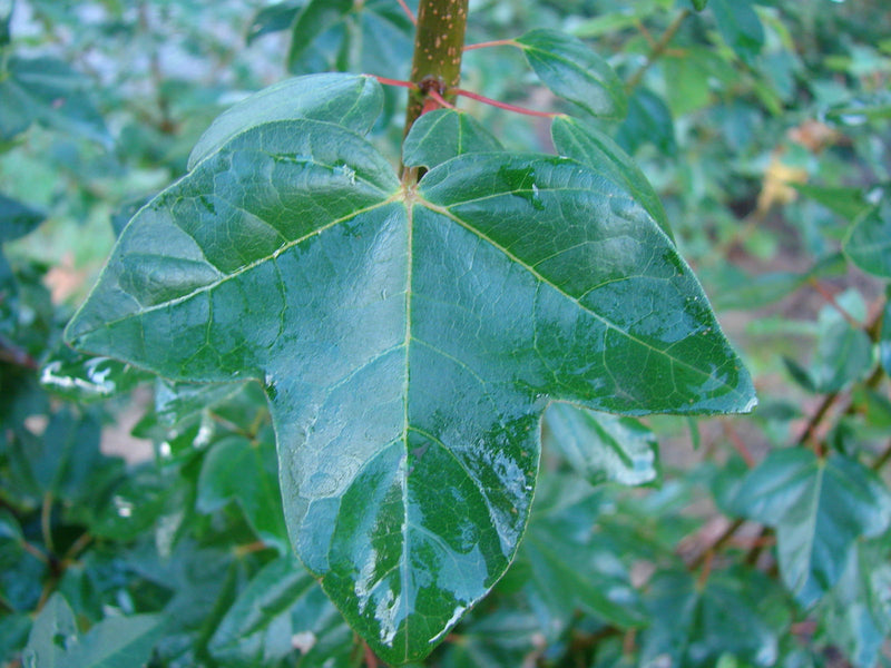 - Acer buergerianum 'Miyasama yatsubusa' Dwarf Trident Maple - Mr Maple │ Buy Japanese Maple Trees