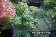- Acer buergerianum 'Miyasama yatsubusa' Dwarf Trident Maple - Mr Maple │ Buy Japanese Maple Trees