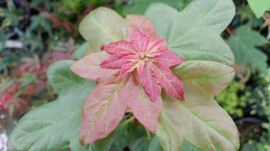 - Acer buergerianum 'Miyasama yatsubusa' Dwarf Trident Maple - Mr Maple │ Buy Japanese Maple Trees