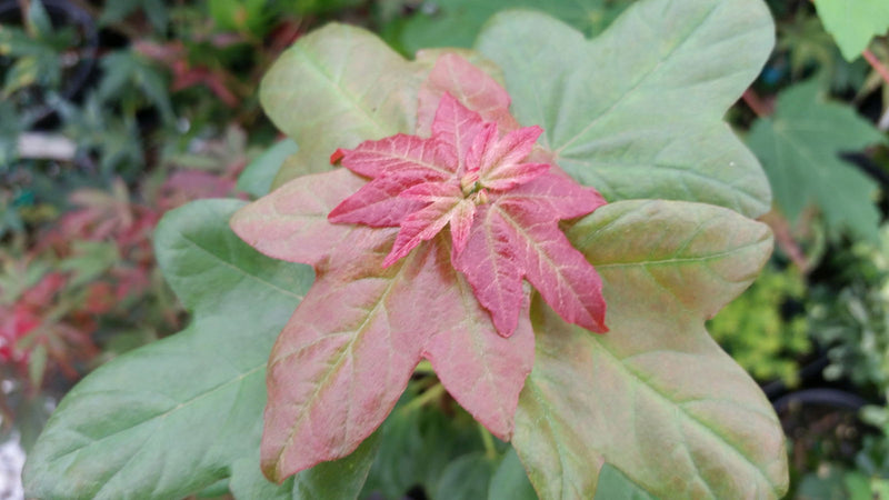- Acer buergerianum 'Miyasama yatsubusa' Dwarf Trident Maple - Mr Maple │ Buy Japanese Maple Trees