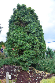 - Acer buergerianum 'Miyasama yatsubusa' Dwarf Trident Maple - Mr Maple │ Buy Japanese Maple Trees