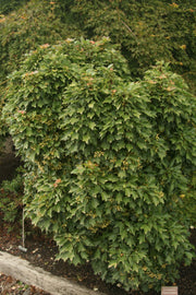 - Acer buergerianum 'Miyasama yatsubusa' Dwarf Trident Maple - Mr Maple │ Buy Japanese Maple Trees