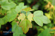 - Acer buergerianum 'Miyasama yatsubusa' Dwarf Trident Maple - Mr Maple │ Buy Japanese Maple Trees