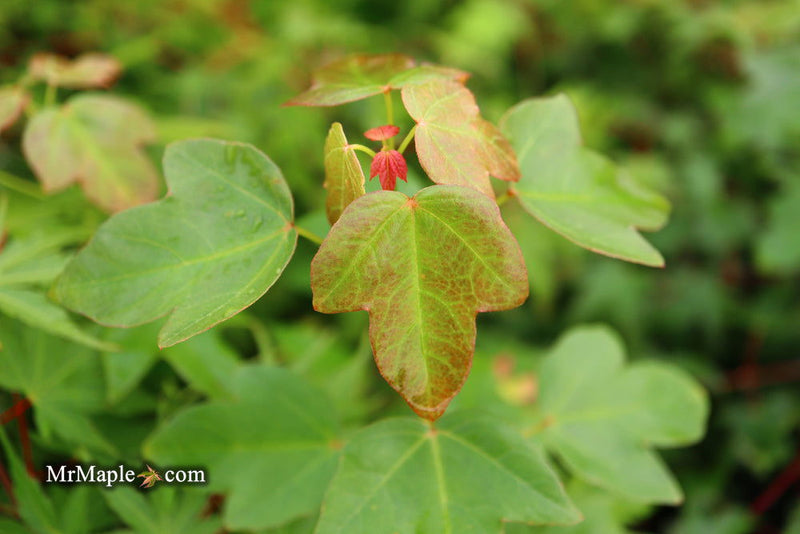 - Acer buergerianum 'Miyasama yatsubusa' Dwarf Trident Maple - Mr Maple │ Buy Japanese Maple Trees