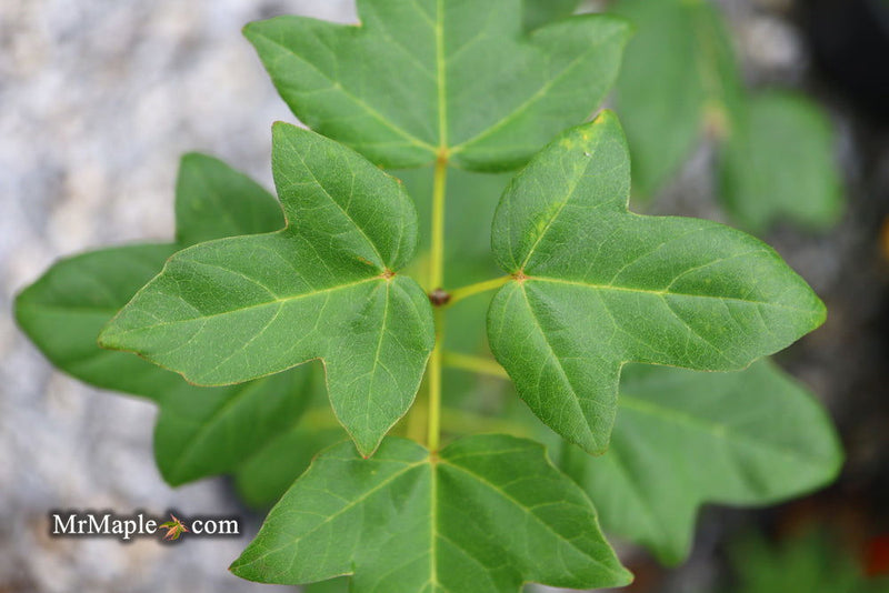 - Acer buergerianum 'Miyasama yatsubusa' Dwarf Trident Maple - Mr Maple │ Buy Japanese Maple Trees